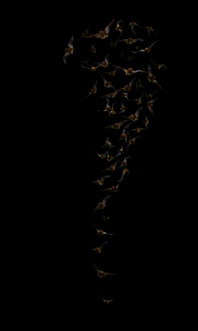 Bat Spiral · Biolume — Phantom Fauna tough phone case